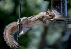 Fast and Effective Animal Control in Norwalk, CT