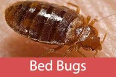 VJ Pest Management: Reliable Exterminator Services Upper Westside!