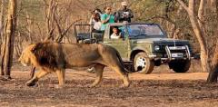 Plan Sasan Gir Jeep Safari Booking for Unforgettable Experience