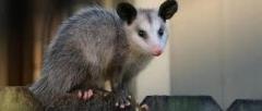 Humane Possum Removal Brisbane