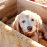 Goldendoodle Breeder Bay Area