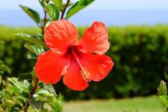 Hibiscus Extract Manufacturers and Suppliers in India | Atomm Botanicals