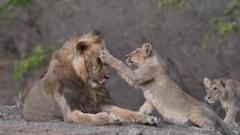 Secure Gir National Park Safari Booking for Incredible Wildlife Experience