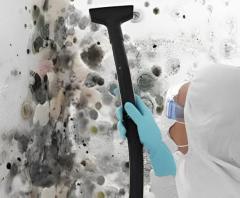 Emergency Mould Cleaning Services Anytime