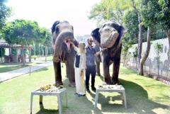 Jaipur Elephant Experience: Bond, Connect, and Learn