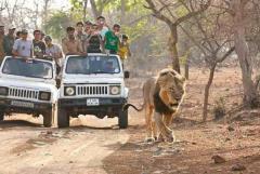 Preserve Sasan Gir Jeep Safari Booking For Guided Journey