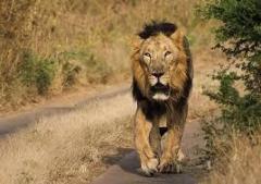 Secure Your Adventure with Gir Forest Safari Booking for an Exclusive Wildlife Tour