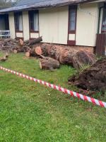 Expert Tree Removalist Services in Shellharbour 