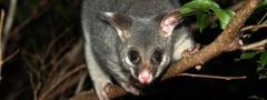 City Wide Possum Removal Brisbane