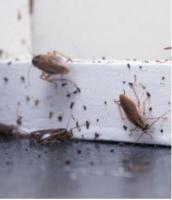 Insect Control Service London- Pest Masters