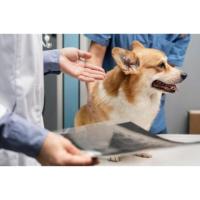 Innovative Pet Laser Therapy in Boynton Beach