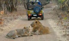 Reserve Easily with Sasan Gir Jeep Safari Booking Process