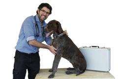 ISO Certified Pet Microchip Services at Your Doorstep - Dr. G Mobile Vet