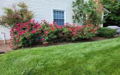 Premier Lawn Care Services in Woodbridge, VA for Healthy Yards