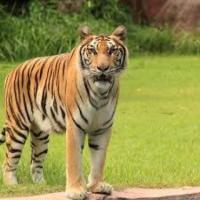 Reserve Ranthambore Safari Booking Online For Wonderful Experience