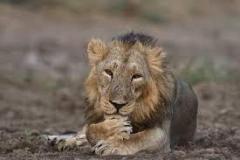 Discover Adventures in Gir Tour Packages and Deals