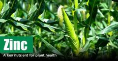 Zinc for Plant Growth | Peptech Bioscience LTD