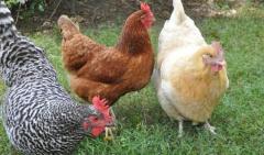 Affordable Chicken Coop - Coops and Hutches Direct