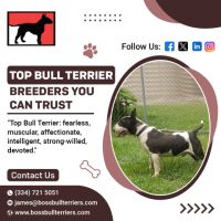 Brindle Bull Terriers Available at Boss Bull Terriers