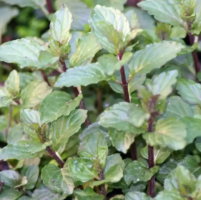 Chocolate Mint Plant Seeds 200 seeds