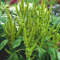  Carelessweed (Pigweed) Green amaranth seeds for Planting Rau Den