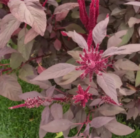 Red Amaranth Seeds, Non-GMO Rau Den Red Bhaji/Red Amaranth