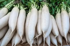 Daikon Radish Seeds for Planting 400 seeds Mooli Raphanus Sativus