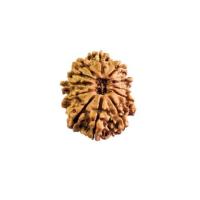 Experience Divine Harmony with 5 Mukhi Rudraksha