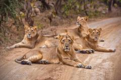 Discover the Best Sasan Gir Tour Package for Wildlife and Culture