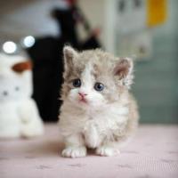 Munchkin cat for sale