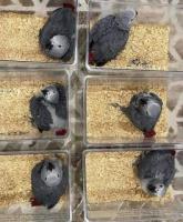 All kind of Parrots chicks and Fertile Parrots Eggs For Sale