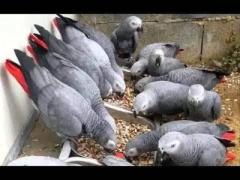 All kind of Parrots chicks and Fertile Parrots Eggs For Sale