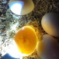 All kind of Parrots chicks and Fertile Parrots Eggs For Sale