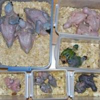 All kind of Parrots chicks and Fertile Parrots Eggs For Sale