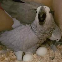 Parrots for sale: African Greys, Cockatoos, Macaws, Amazons