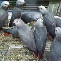 Parrots birds for sale