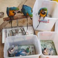 Parrots birds for sale