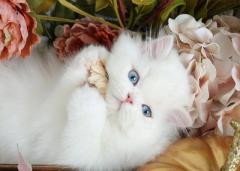 Buy Persian Cats in Bangalore – Adorable Kittens for Sale