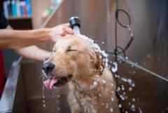 Affordable Pet Grooming in Kharar – Full Dog Spa for Just ₹1500