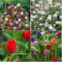 Wholesale  Seeds Mixed Color Globe Amaranth Flower Seeds for Plant