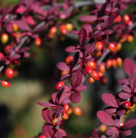 Wholesale 15 Japanese Barberry Seeds for Planting Berberis thunbergii Thunberg's Barberry red Barber