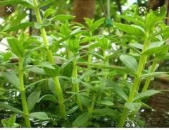 Wholesale Limnophila Aromatica Seeds Rice Paddy Herb Seeds