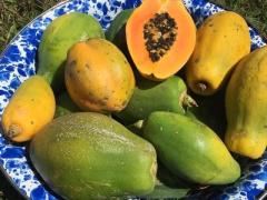 Wholesale Mexican Papaya Seeds Carica Papaya Seeds