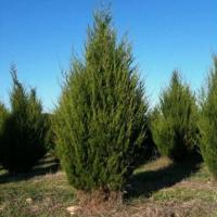 Wholesale Eastern Red Cedar Seeds Junipers Seeds