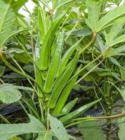 Wholesale  Seeds Long Green Okra Seeds Lady Fingers