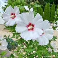 Wholesale  White Hibiscus Flower Seeds Rose of Sharon Flower Seeds Syriacus Hibiscus Tree Bush Flowe