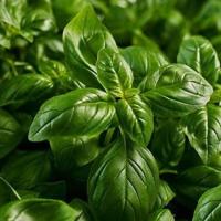 Wholesale Basil Seeds Ocimum basilicum Thai Basil 