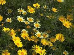 Crown Daisy Seeds Garland Chrysanthemum, Coronarium Glebionis, Edible Chrysanthemum