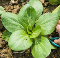  Wholesale Green Bok Choy Seeds pok choy 