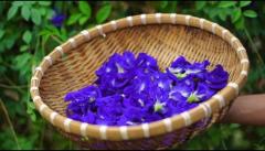 Wholesale Butterfly Pea Flower Seeds - Local US, Asian Pigeonwings -Tropical Vine Plant Seeds- Edibl